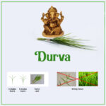 Connection of Durva and Lord Ganesh